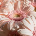 pexels-liana-horodetska-5077625-16516736